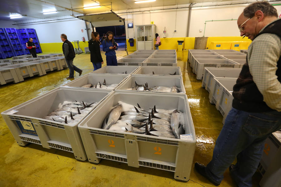 200,80 euros, el kilo de bonito en Avilés