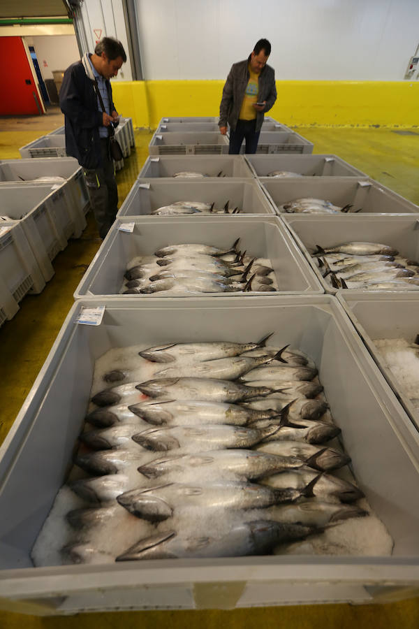 200,80 euros, el kilo de bonito en Avilés