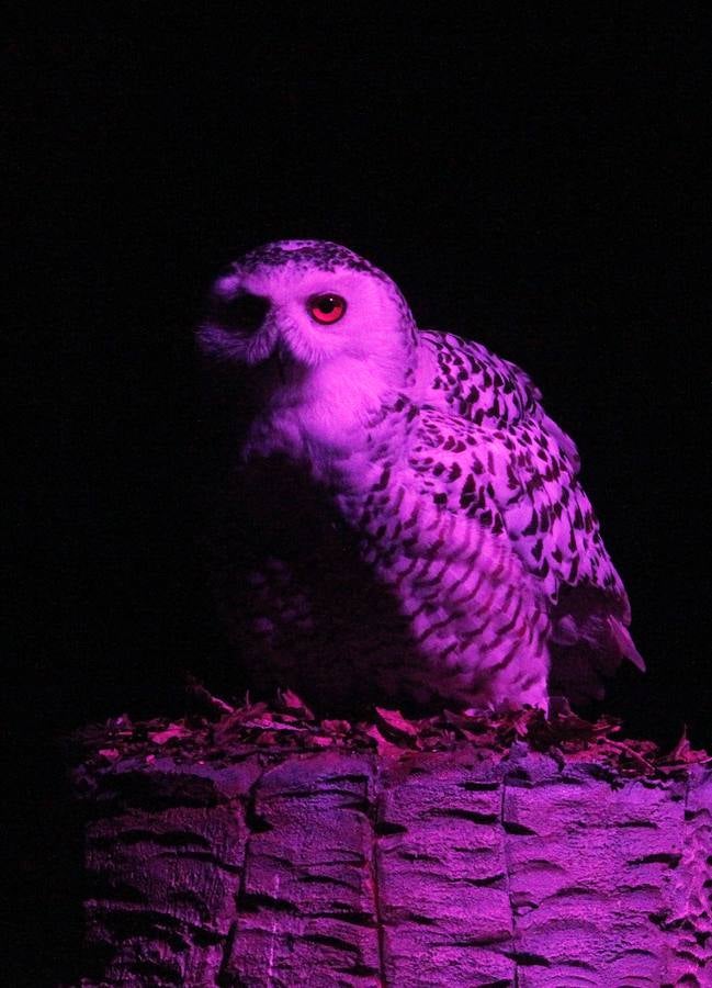 Nocturnia conquista las noches del Jardín Botánico de Gijón