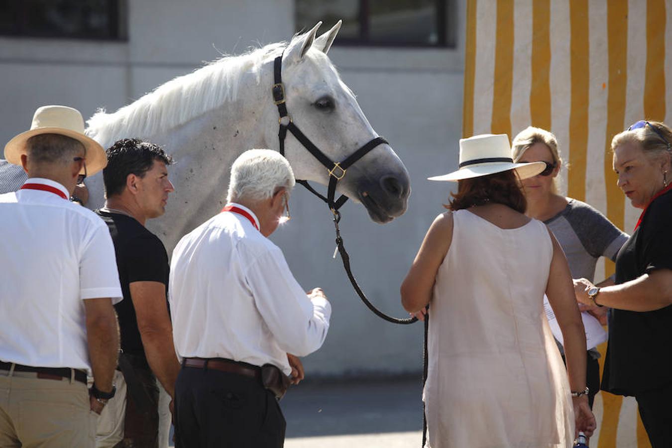 Todo a punto en Las Mestas para el Concurso de Saltos Internacional