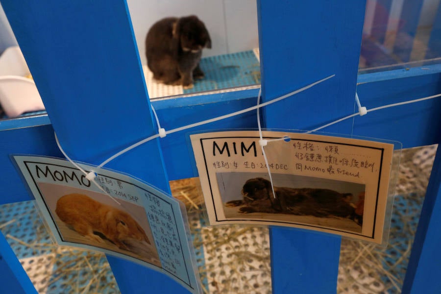 Café para los amantes de los conejos en Hong Kong