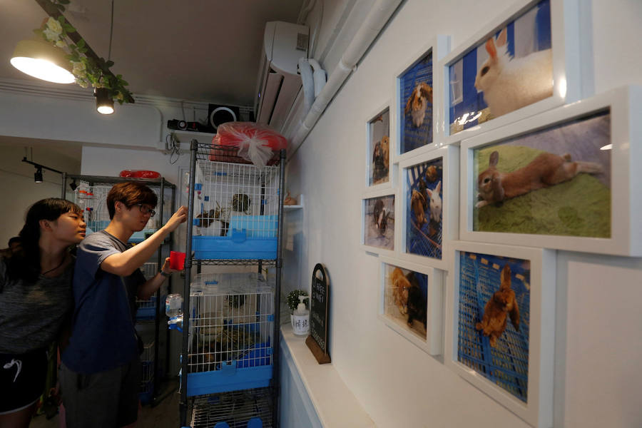 Café para los amantes de los conejos en Hong Kong