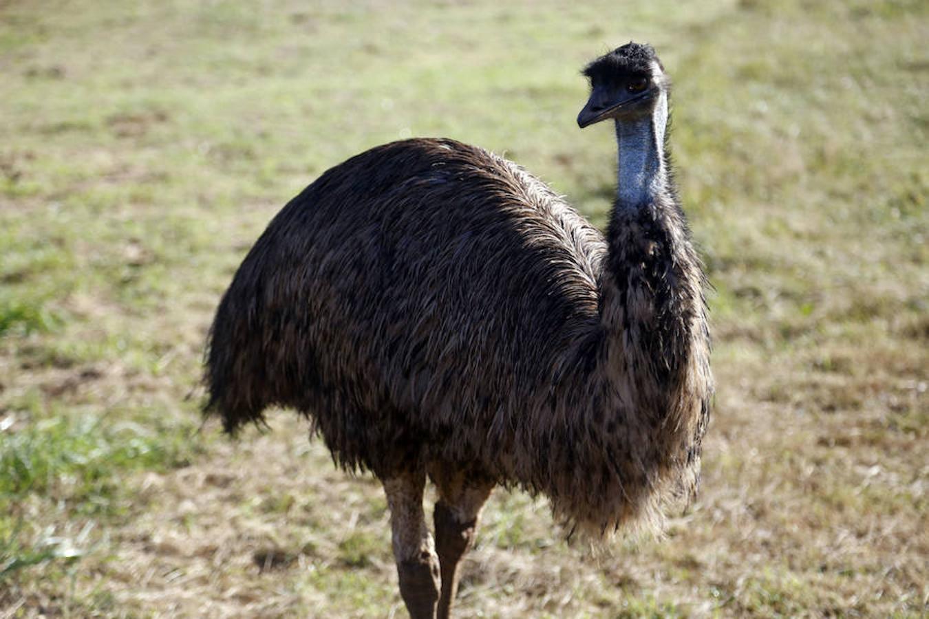 Emú.