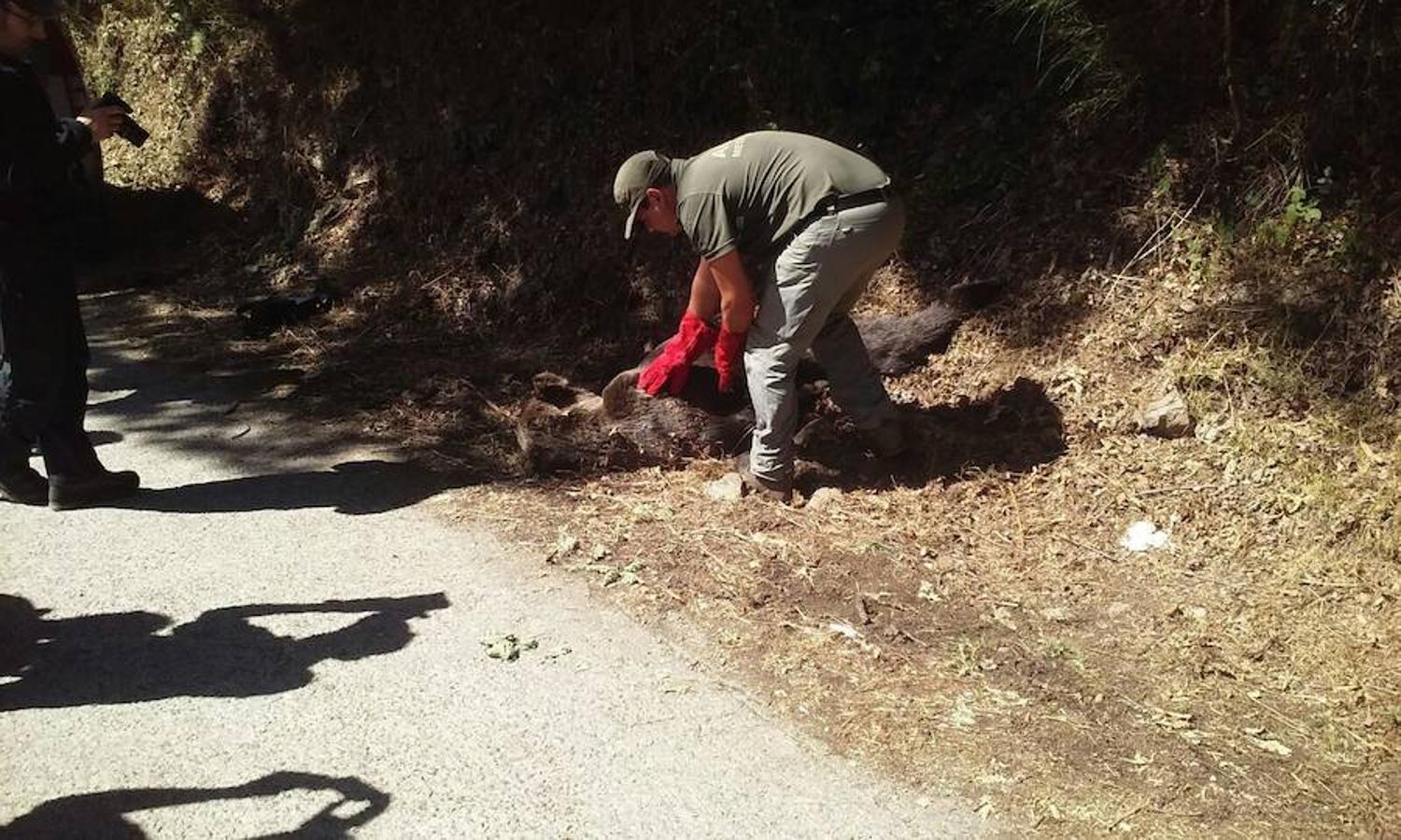 Unos turistas encuentran un oso muerto en Cangas del Narcea