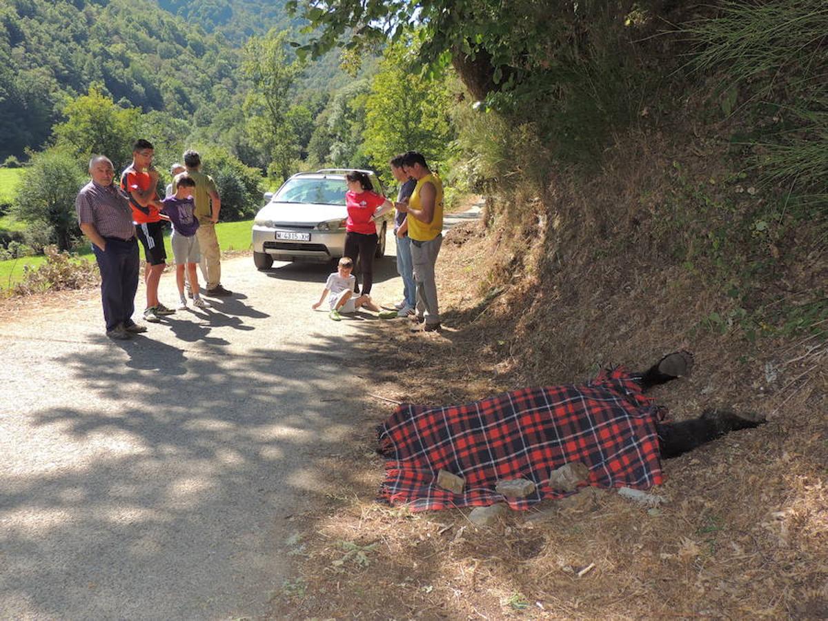 Unos turistas encuentran un oso muerto en Cangas del Narcea