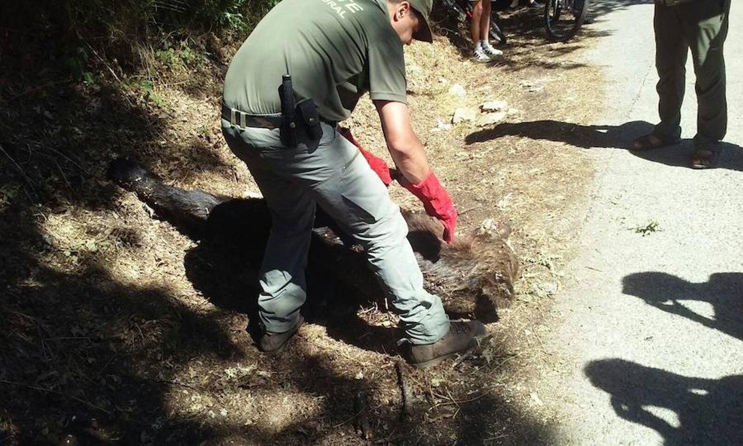 Unos turistas encuentran un oso muerto en Cangas del Narcea