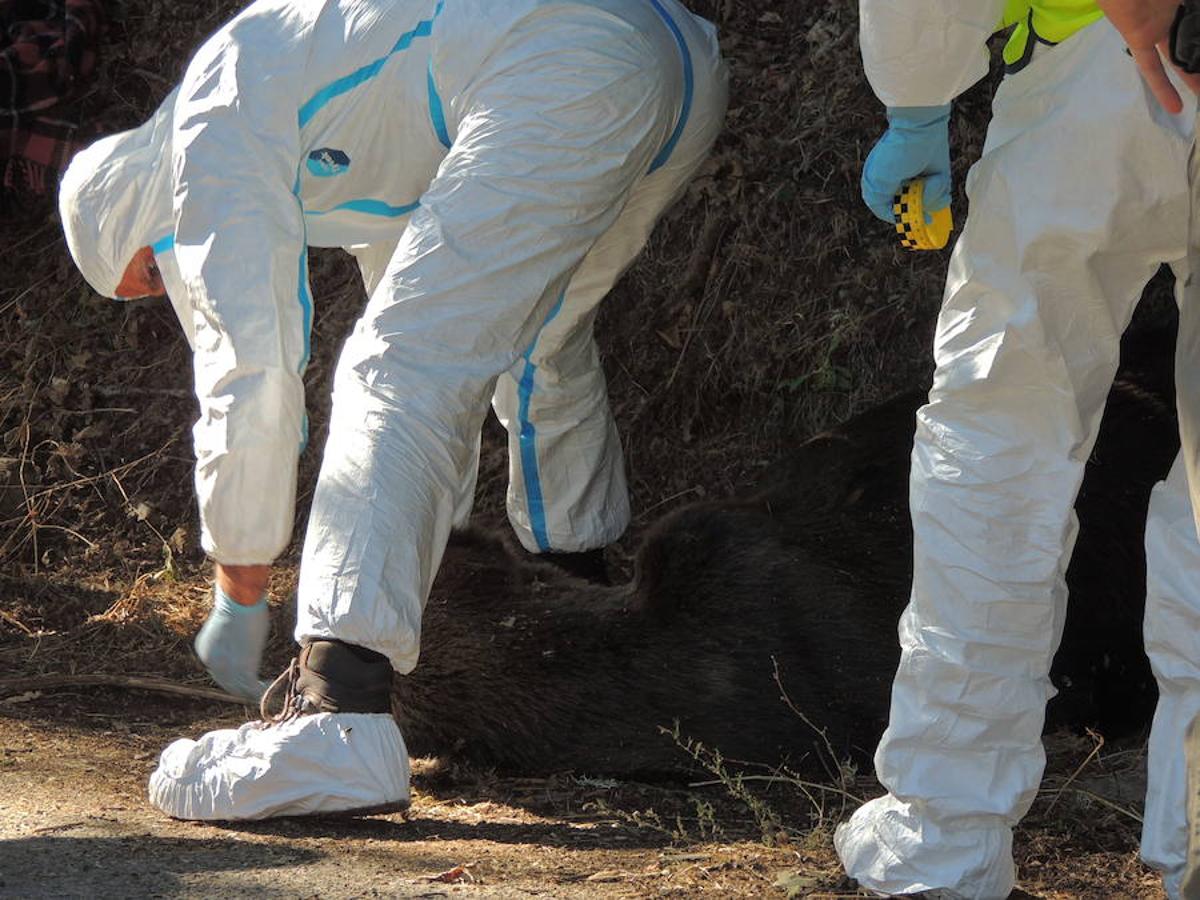 Unos turistas encuentran un oso muerto en Cangas del Narcea