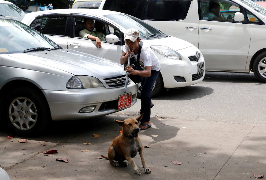 Perros de la calle birmanos