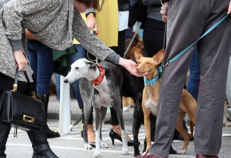 Manifestación contra los sacrificios en la perrera de Oviedo