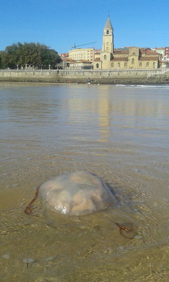 Aparecen medusas gigantes en la playa de San Lorenzo de Gijón