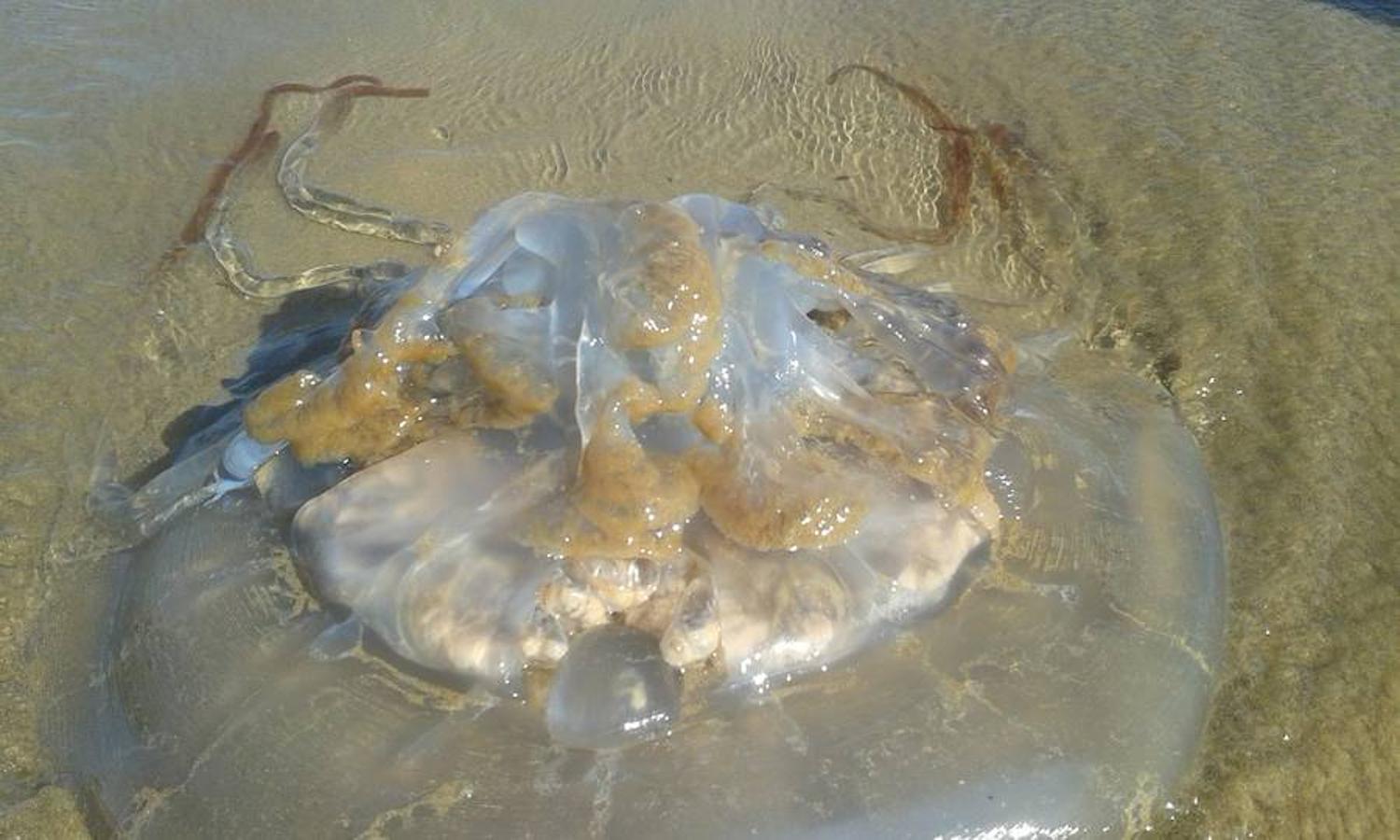 Aparecen medusas gigantes en la playa de San Lorenzo de Gijón