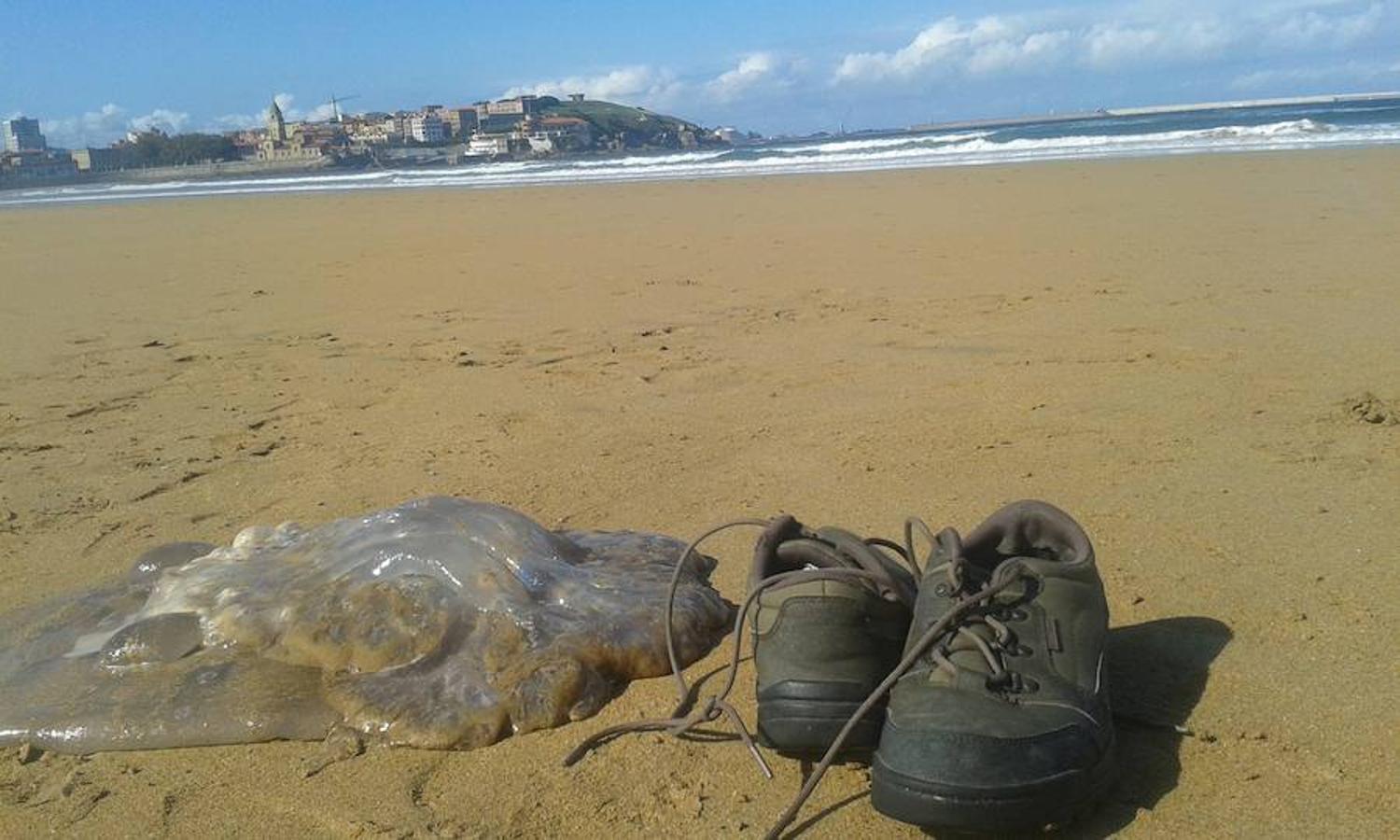 Aparecen medusas gigantes en la playa de San Lorenzo de Gijón