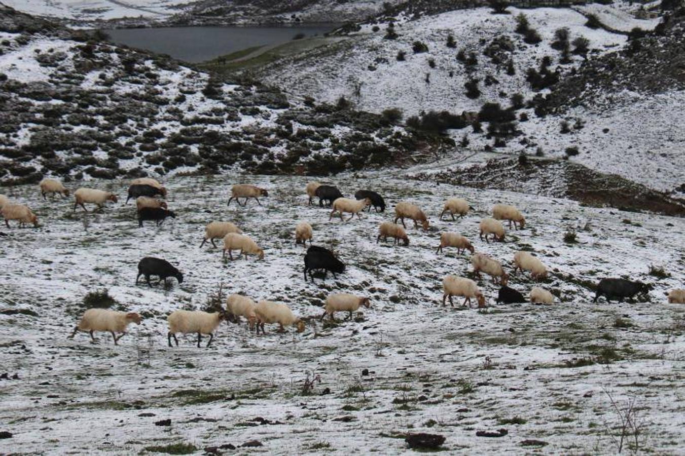 Los Lagos se cubren de nieve