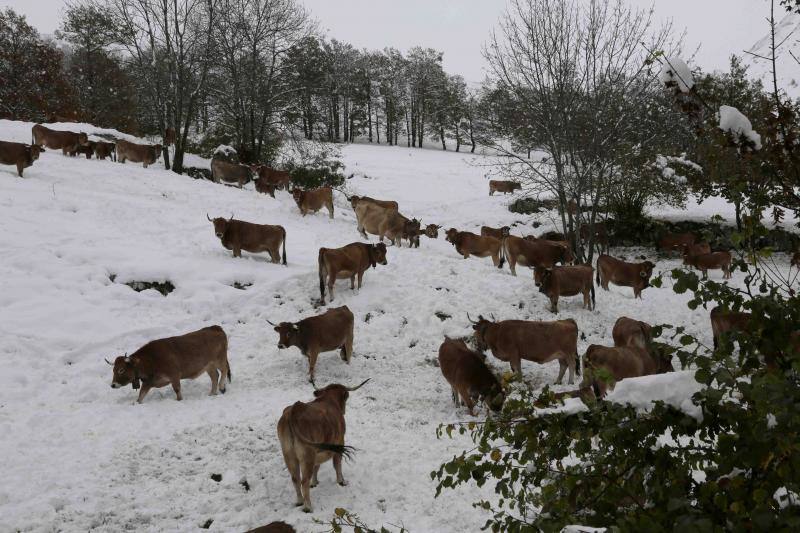 La nieve complica la vida en Sotres