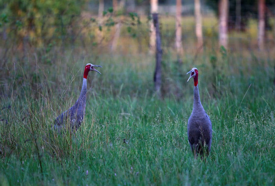 Criadero de grullas en Tailandia
