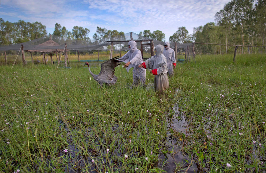 Criadero de grullas en Tailandia