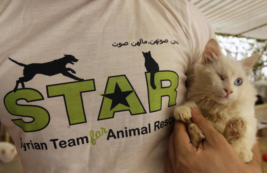Refugio de guerra para mascotas en Siria