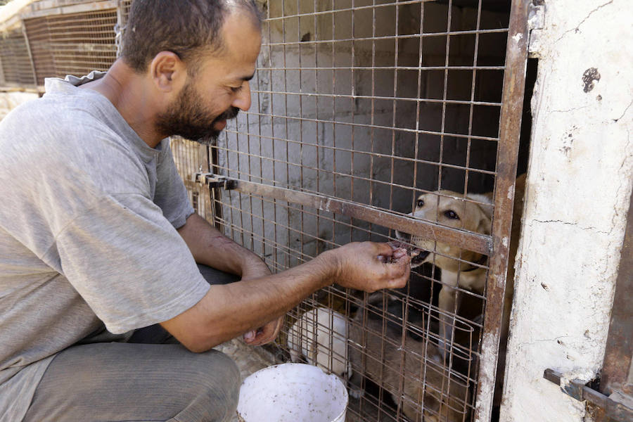 Refugio de guerra para mascotas en Siria