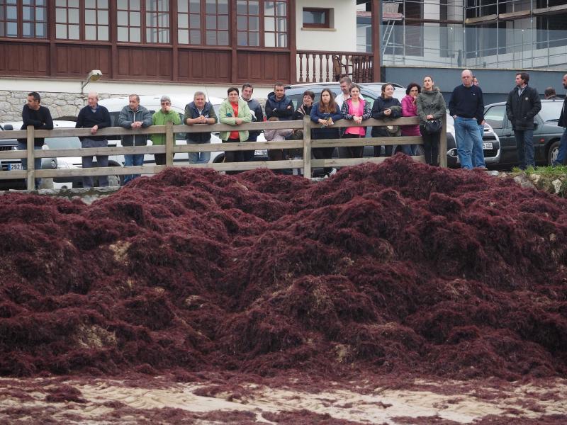 Recogida de ocle en Llanes