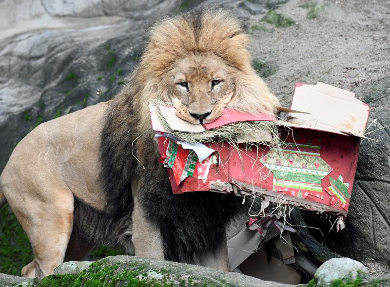 Una animalada de regalo