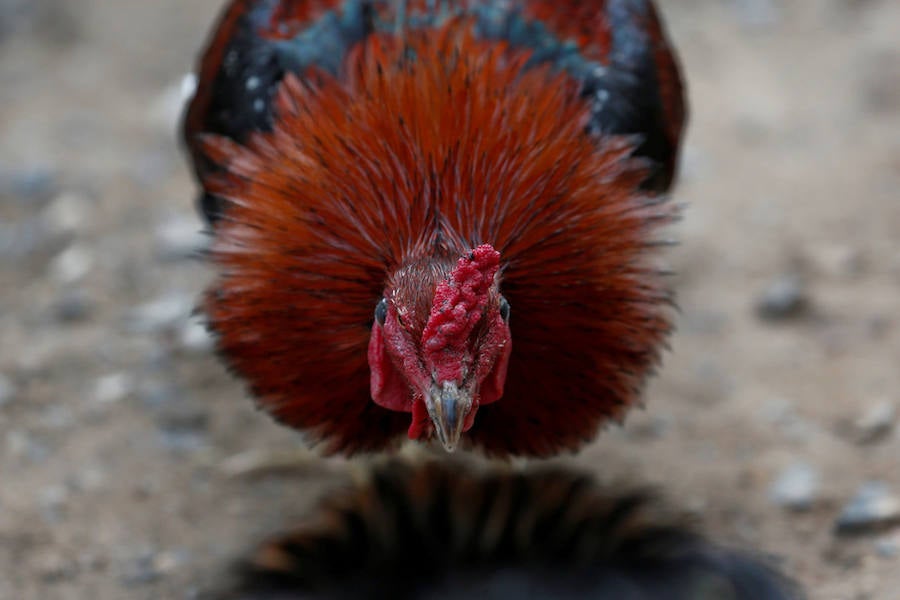 Peleas de gallos en Tailandia