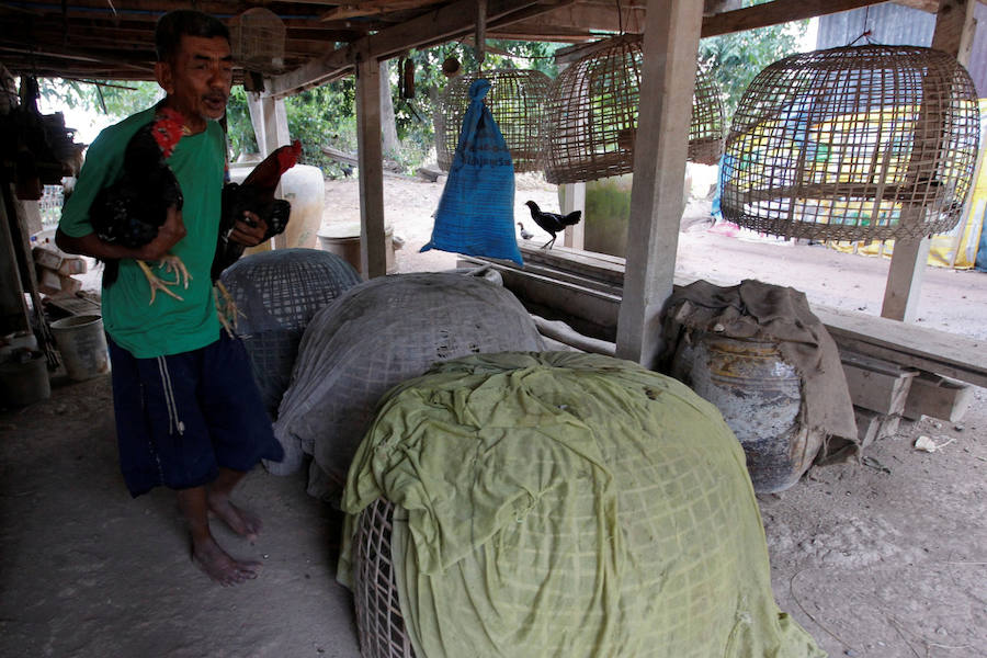 Peleas de gallos en Tailandia