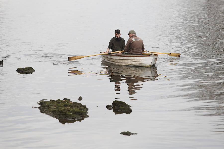 Rescate de una oca herida en Gijón