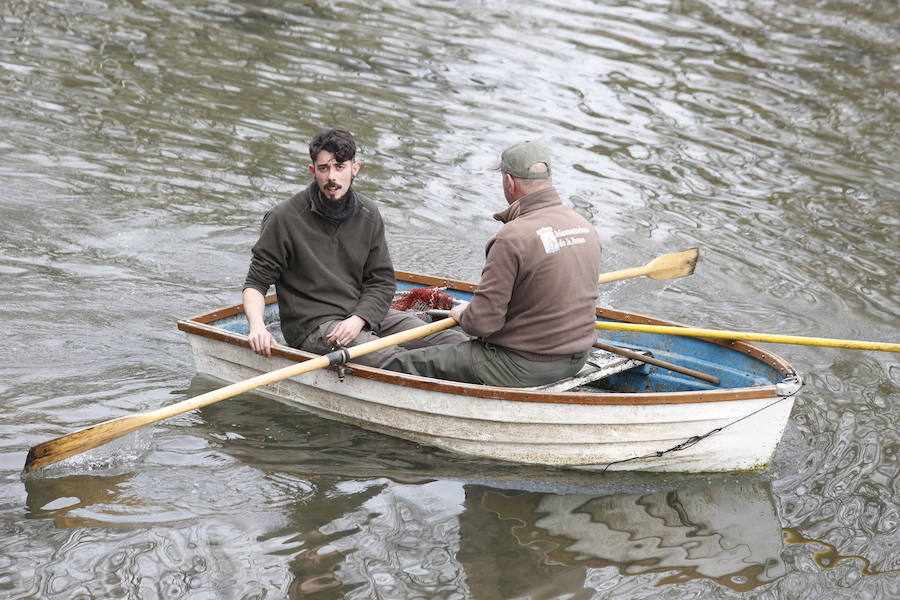 Rescate de una oca herida en Gijón