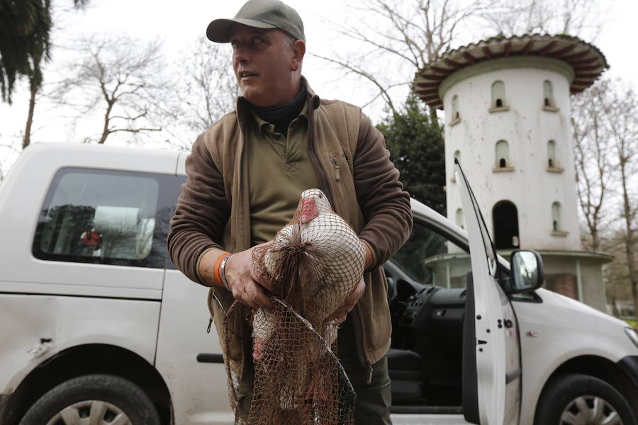 Rescate de una oca herida en Gijón