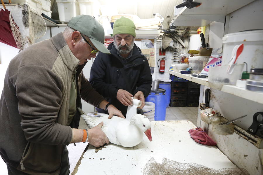 Rescate de una oca herida en Gijón