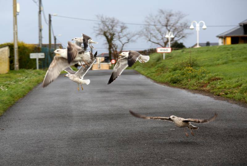 Las imágenes que deja el temporal en Asturias