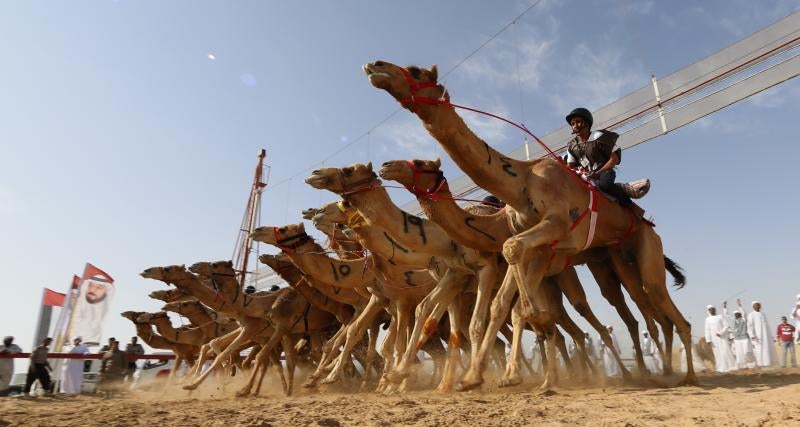 Presumiendo de camellos
