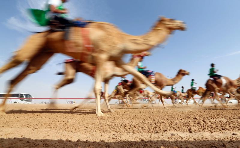 Presumiendo de camellos