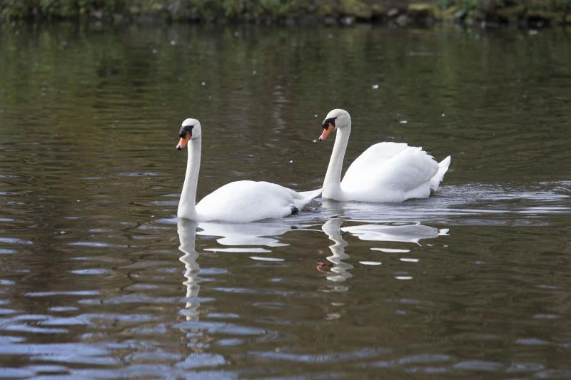 La fauna del parque de Isabel la Católica