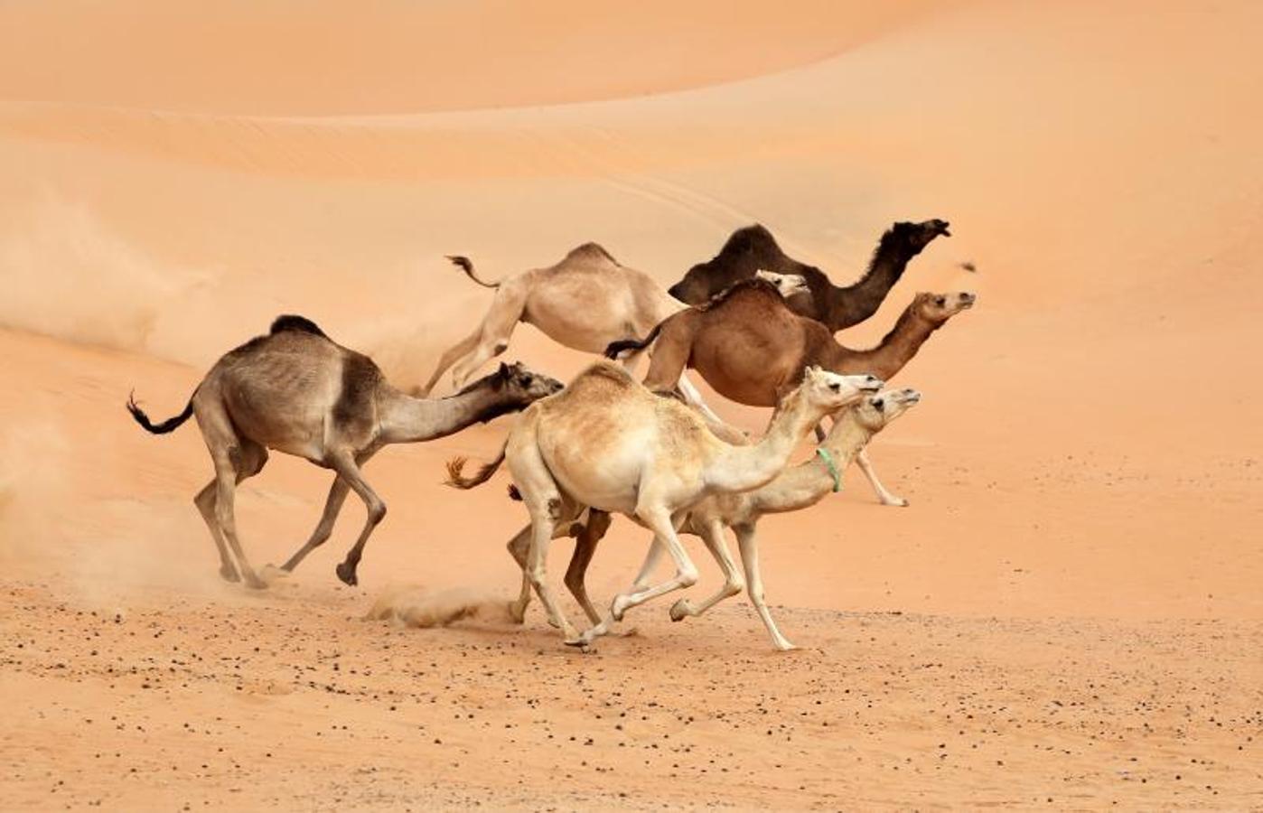 La belleza del desierto