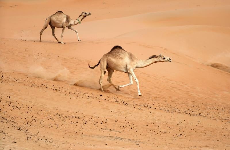 La belleza del desierto