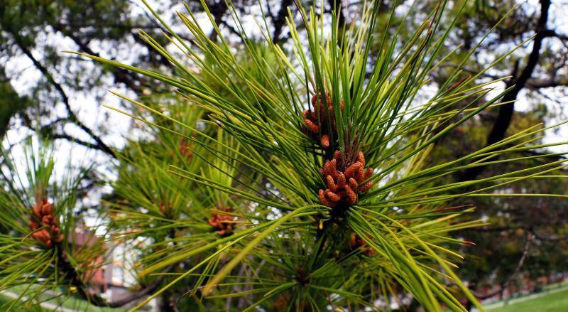 Las imágenes más impactantes de la primavera en Asturias