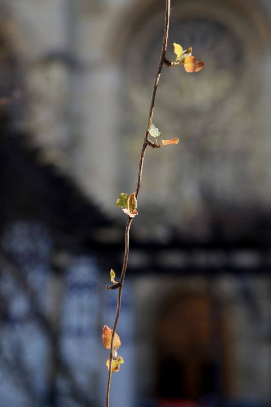 Las imágenes más impactantes de la primavera en Asturias