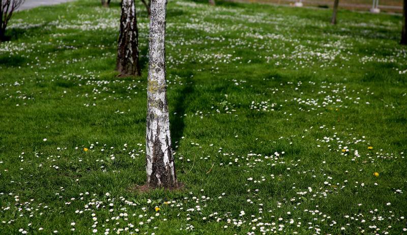 Las imágenes más impactantes de la primavera en Asturias