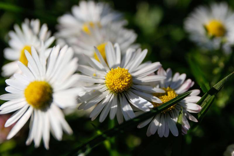 Las imágenes más impactantes de la primavera en Asturias