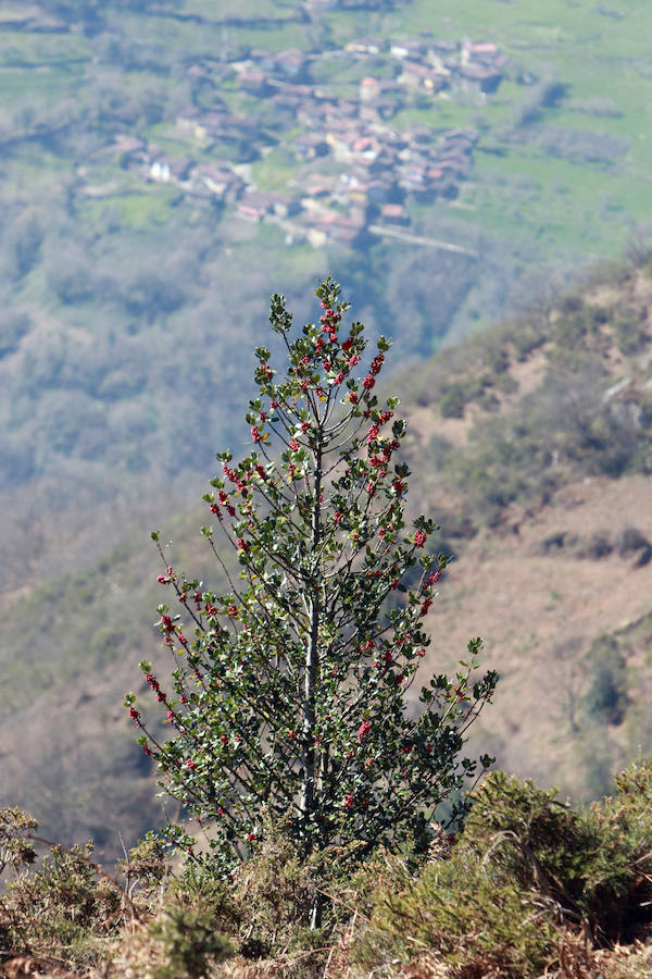 Las imágenes más impactantes de la primavera en Asturias