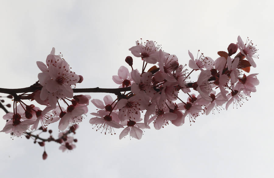 Las imágenes más impactantes de la primavera en Asturias