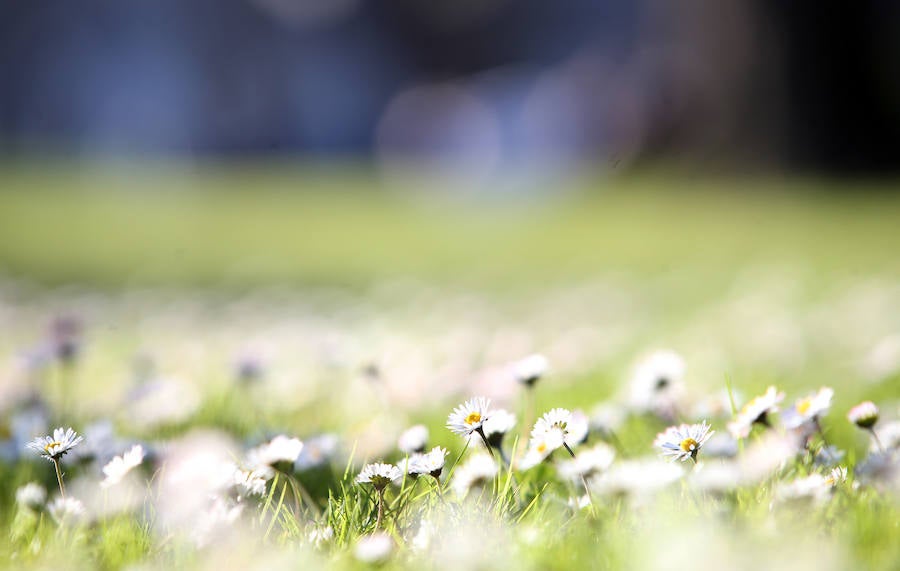 Las imágenes más impactantes de la primavera en Asturias