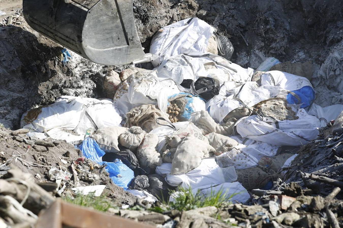 Destrucción de la patata afectada por la polilla guatemalteca