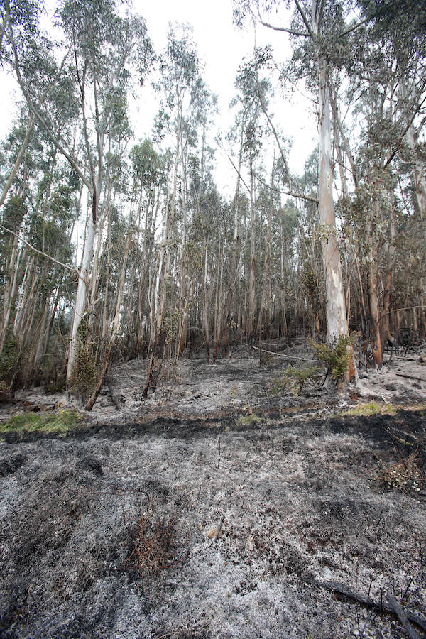 Un incendio quema 15 hectáreas en el Naranco, en Oviedo
