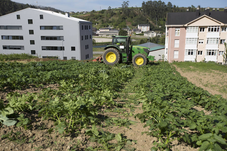 Asturias comienza a retirar patatas para erradicar la polilla guatemalteca