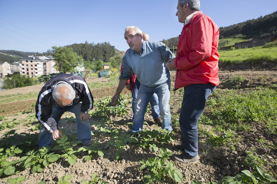 Asturias comienza a retirar patatas para erradicar la polilla guatemalteca