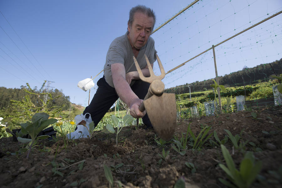 Asturias comienza a retirar patatas para erradicar la polilla guatemalteca