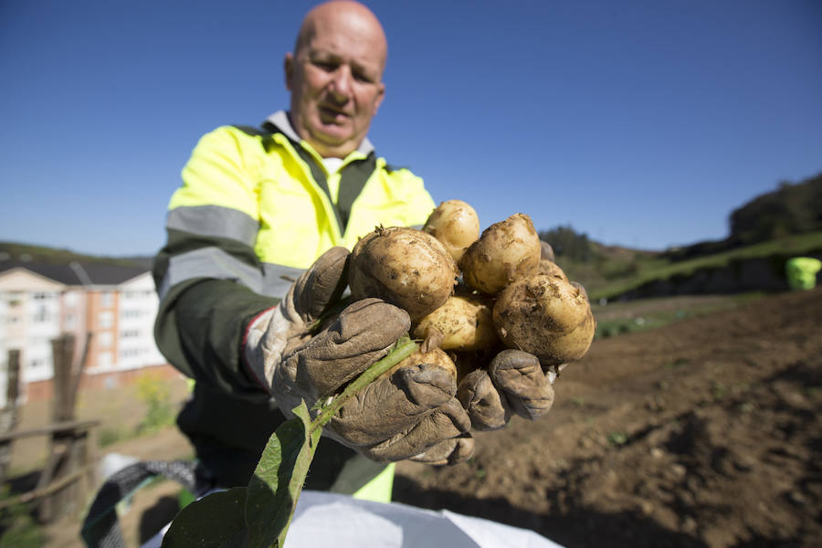 Asturias comienza a retirar patatas para erradicar la polilla guatemalteca