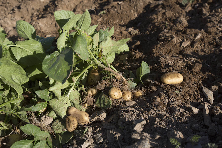 Asturias comienza a retirar patatas para erradicar la polilla guatemalteca